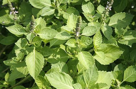 Sulasi, holy basil, ocimum tenuiflorum, loko.